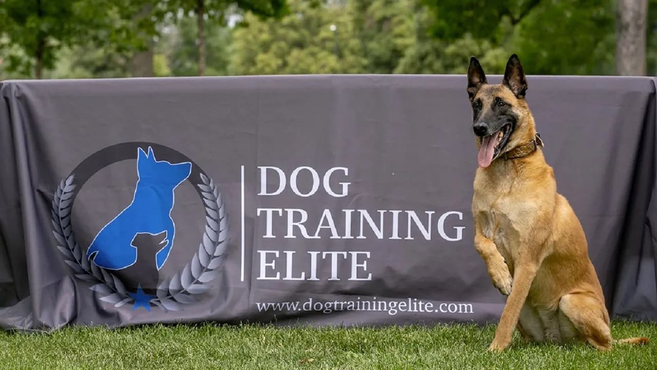 Dog Training Elite branded table banner with a Belgian Malinois